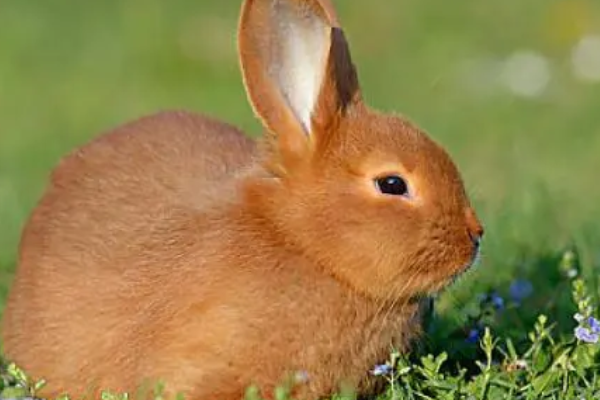 属兔的今年多大了,属兔的今年多大岁数图1