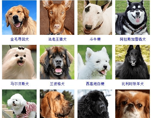 各种名犬大全,狗的品种都有哪些图14
