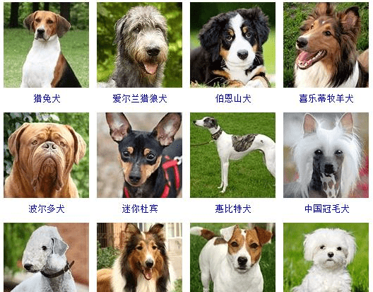 各种名犬大全,狗的品种都有哪些图15