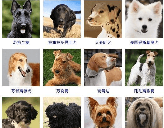 各种名犬大全,狗的品种都有哪些图16