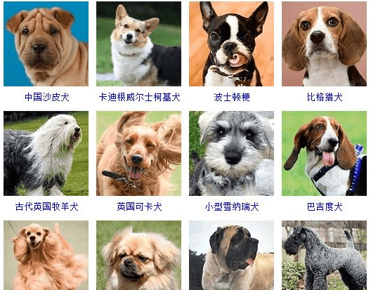 各种名犬大全,狗的品种都有哪些图17