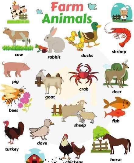 动物英文名字大全,常见动物的英文名字大全