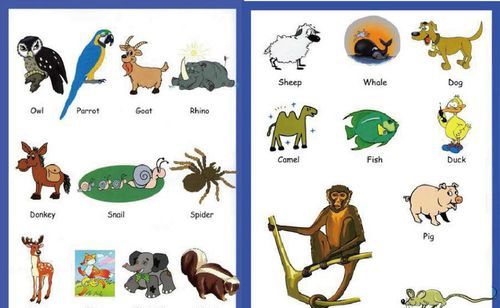 动物英文名字大全,常见动物的英文名字大全图6